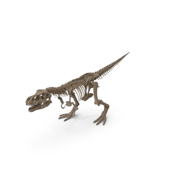 Tyrannosaurus Rex Skeleton Fossil Walking Pose PNG & PSD Images