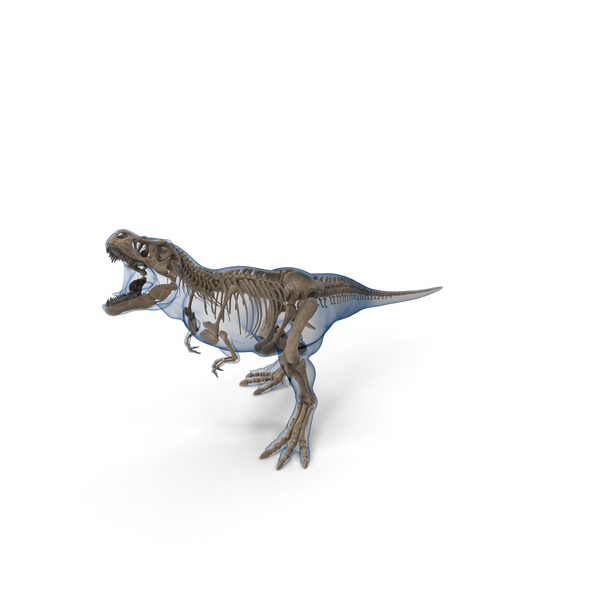 Tyrannosaurus Rex Skeleton Fossil with Skin Standing Pose PNG & PSD Images Tyrannosaurus Rex Skeleton Fossil with Skin Standing Pose PNG & PSD Images