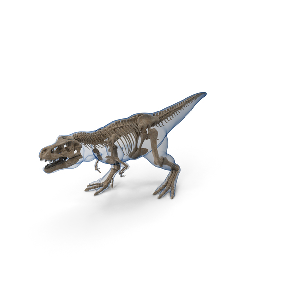 Tyrannosaurus Rex Skeleton Fossil with Skin Walking Pose PNG & PSD Images Tyrannosaurus Rex Skeleton Fossil with Skin Walking Pose PNG & PSD Images