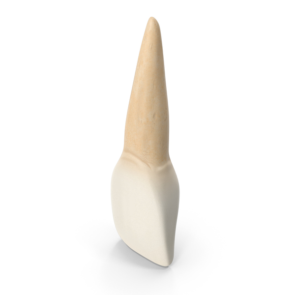 Upper Tooth Central Incisor PNG & PSD Images Upper Tooth Central Incisor PNG & PSD Images