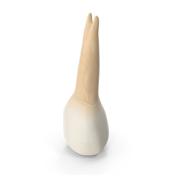 Upper Tooth First Premolar PNG & PSD Images Upper Tooth First Premolar PNG & PSD Images
