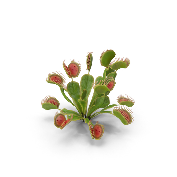 Venus Flytrap Dionaea Muscipula Plant PNG & PSD Images Venus Flytrap Dionaea Muscipula Plant PNG & PSD Images