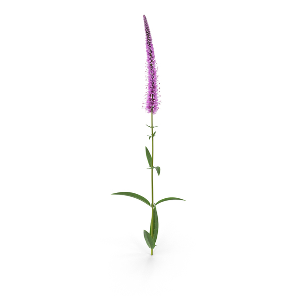 Red Fox Flower: Veronica Longifolia PNG & PSD Images Red Fox Flower: Veronica Longifolia PNG & PSD Images