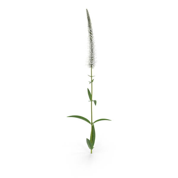 Red Fox Flower: Veronica Longifolia PNG & PSD Images Red Fox Flower: Veronica Longifolia PNG & PSD Images