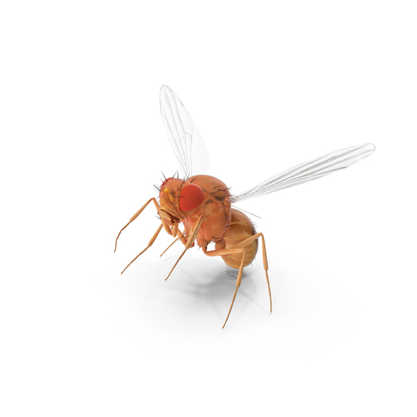 Vinegar Fly In Flight PNG & PSD Images
