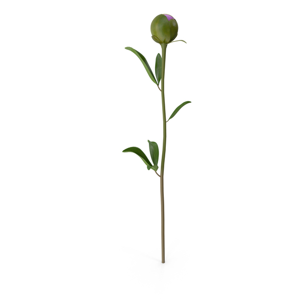 Flowering Plants: Violet Closed Peony PNG & PSD Images Flowering Plants: Violet Closed Peony PNG & PSD Images