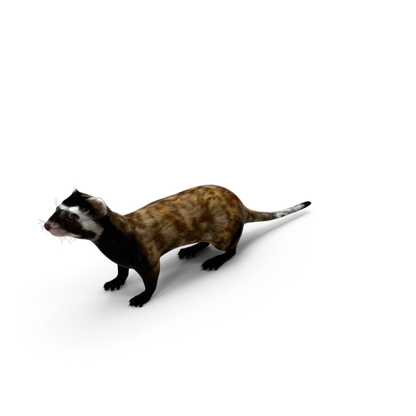 Ferret: Vormela Peregusna PNG & PSD Images