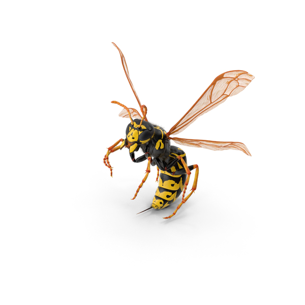 Wasp Attack Pose Fur PNG & PSD Images Wasp Attack Pose Fur PNG & PSD Images