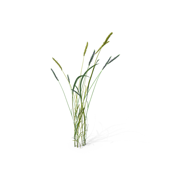 Grasses: Water Foxtail PNG & PSD Images Grasses: Water Foxtail PNG & PSD Images