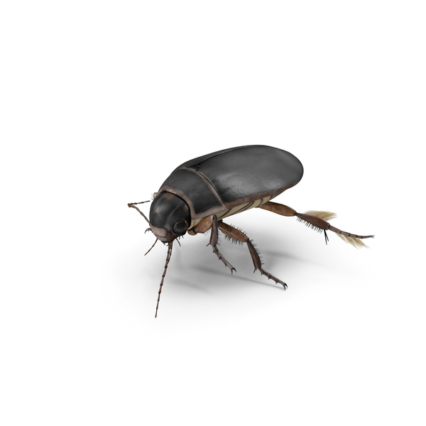 Water Insect Beetle Black Floating PNG & PSD Images Water Insect Beetle Black Floating PNG & PSD Images
