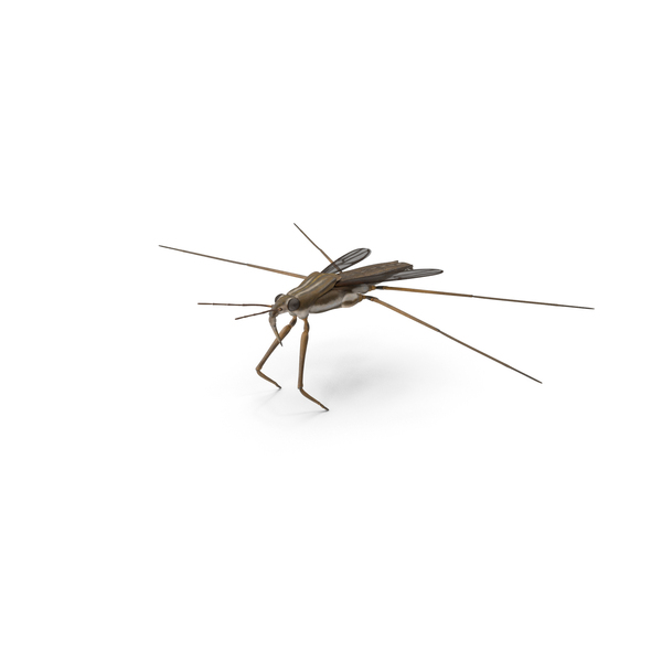 Water Strider PNG & PSD Images Water Strider PNG & PSD Images