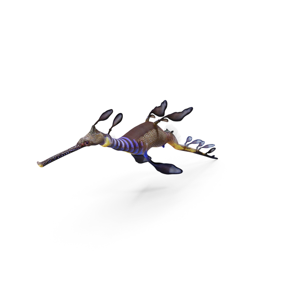 Coral Fish: Weedy Seadragon PNG & PSD Images Coral Fish: Weedy Seadragon PNG & PSD Images
