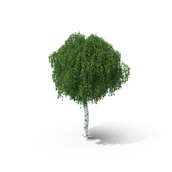 deciduous tree png & psd images