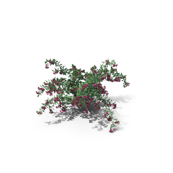 Weigela Bush PNG & PSD Images Weigela Bush PNG & PSD Images