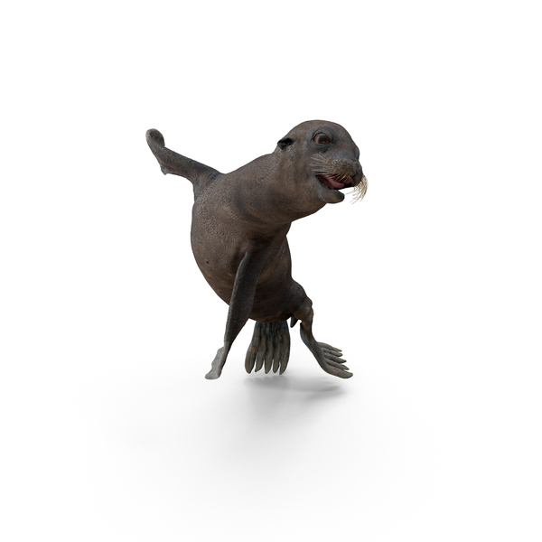 Wet Sea Lion Swimming Pose PNG & PSD Images Wet Sea Lion Swimming Pose PNG & PSD Images