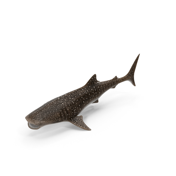 Whale Shark PNG & PSD Images Whale Shark PNG & PSD Images