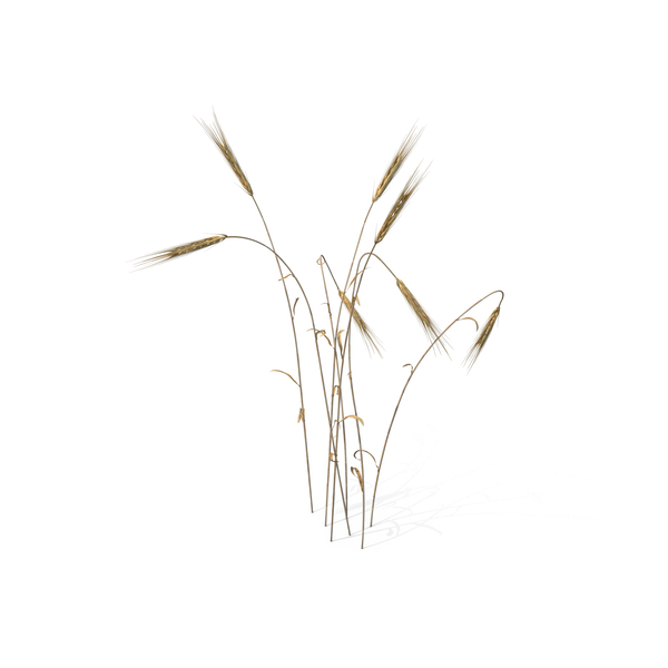 Wheat PNG & PSD Images Wheat PNG & PSD Images