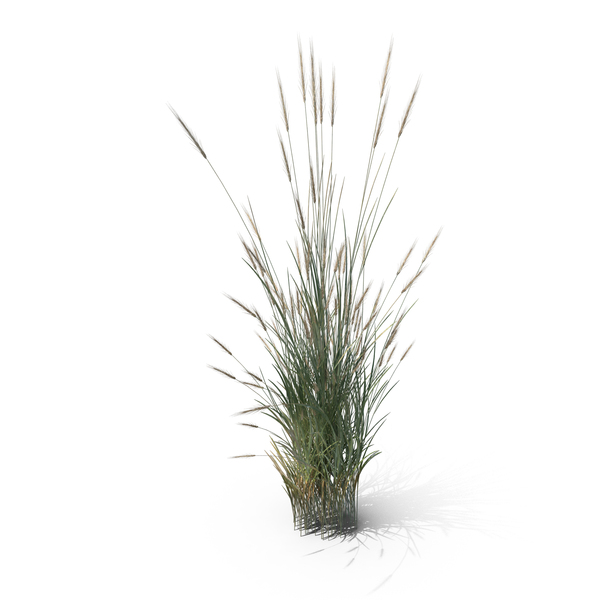 Wheatgrass Clump PNG Images & PSDs for Download | PixelSquid - S121166395