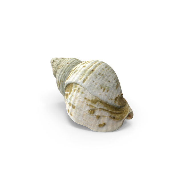 Seashell: Whelk Shell PNG & PSD Images Seashell: Whelk Shell PNG & PSD Images