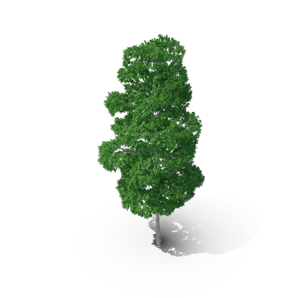 White Birch Tree PNG & PSD Images White Birch Tree PNG & PSD Images