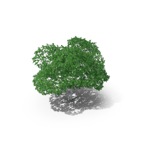 White Birch Tree PNG & PSD Images White Birch Tree PNG & PSD Images