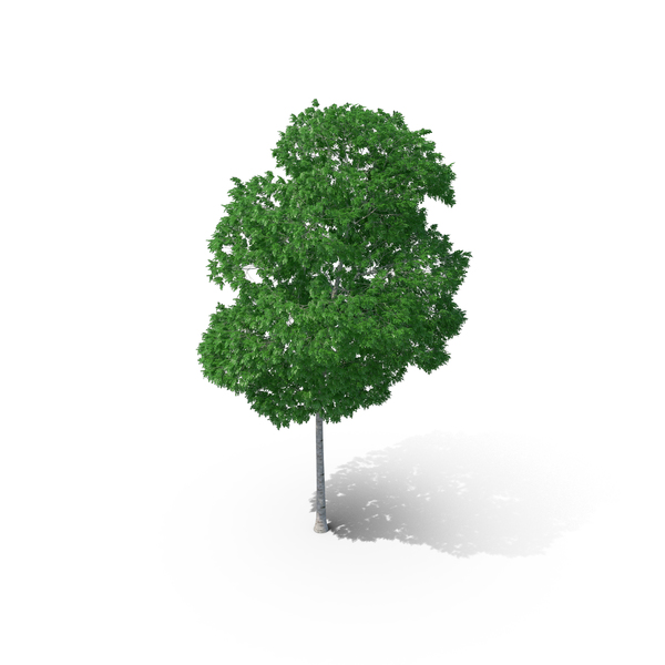 White Birch Tree PNG & PSD Images White Birch Tree PNG & PSD Images
