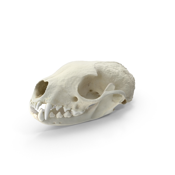 Animal: White Breasted Marten Skull and Jaw PNG & PSD Images