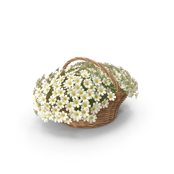 White Chamomile Bouquet In Basket PNG & PSD Images