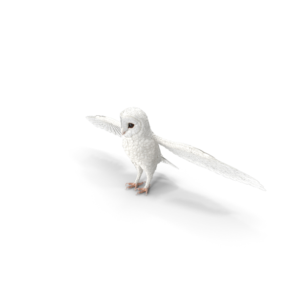White Common Barn Owl PNG & PSD Images White Common Barn Owl PNG & PSD Images