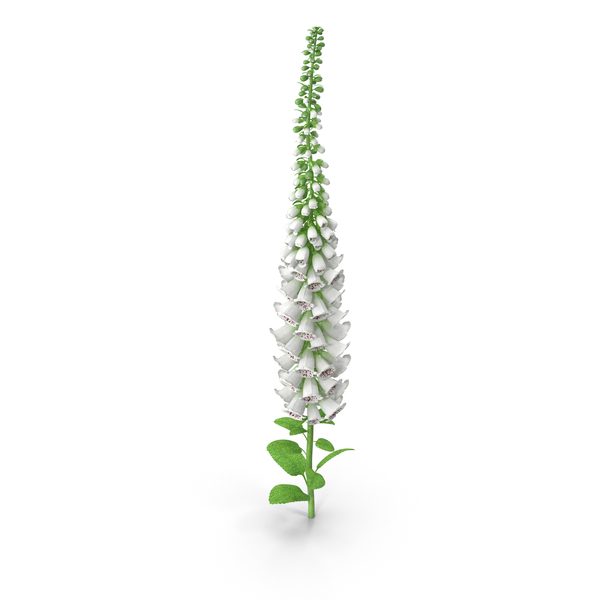 White Foxglove PNG & PSD Images White Foxglove PNG & PSD Images