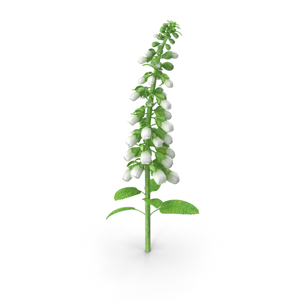 White Foxglove Stem PNG & PSD Images White Foxglove Stem PNG & PSD Images