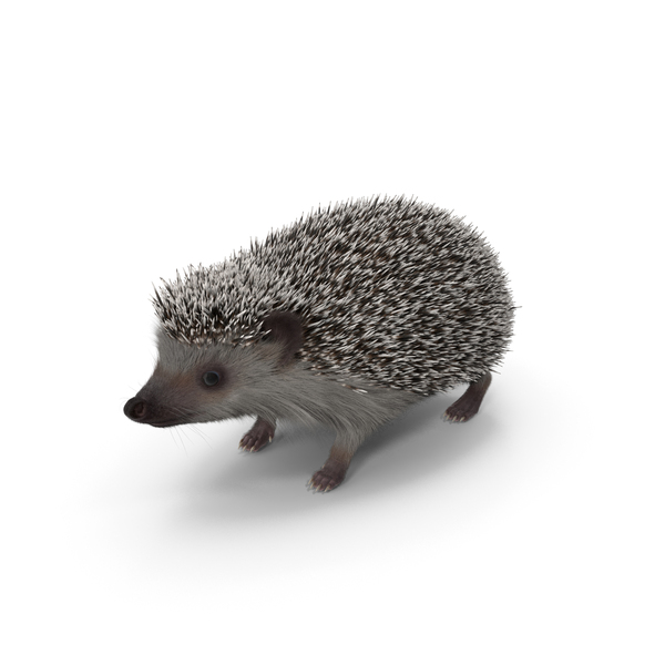 White Hedgehog Fur PNG & PSD Images White Hedgehog Fur PNG & PSD Images
