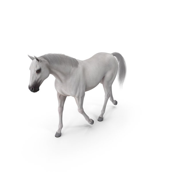 White Horse Gait Fur PNG & PSD Images White Horse Gait Fur PNG & PSD Images
