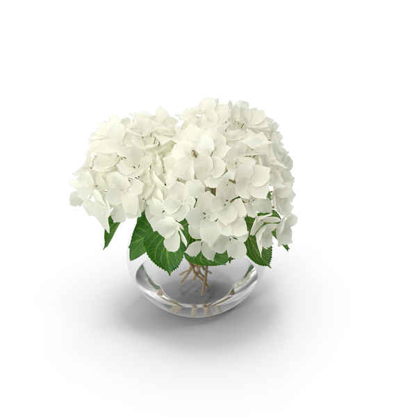White Hydrangea Macrophylla in Glass Bowl PNG & PSD Images