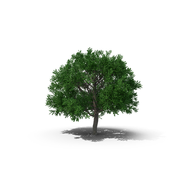 White Oak Tree PNG & PSD Images