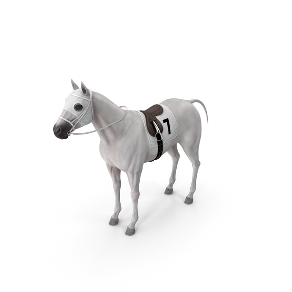 Saddled Horse: White Racehorse PNG & PSD Images Saddled Horse: White Racehorse PNG & PSD Images