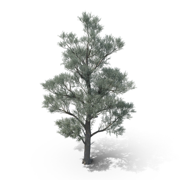 White Willow Tree PNG & PSD Images White Willow Tree PNG & PSD Images