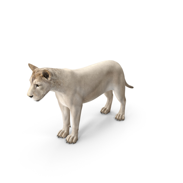 Lioness: White Young Lion PNG & PSD Images