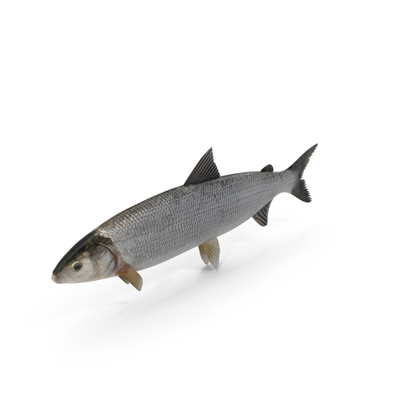 Fish: Whitefish PNG & PSD Images