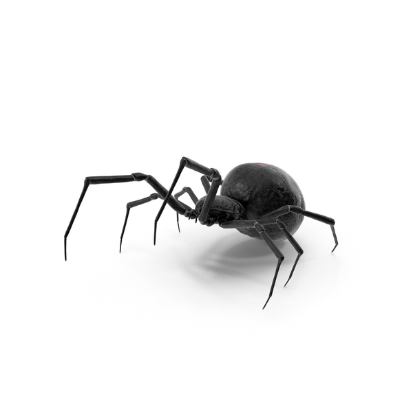 Black: Widow Spider Fighting Pose PNG & PSD Images