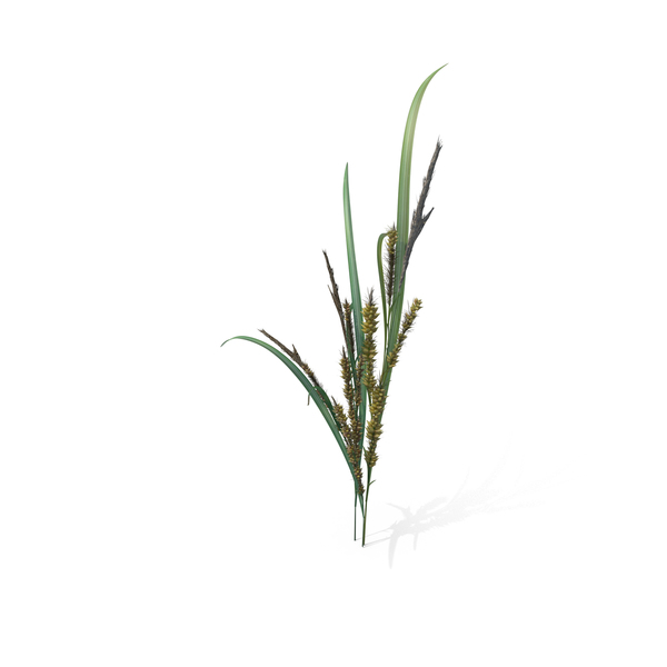 Grasses: Wild Grass (Echinochloa Crus-Galli) PNG & PSD Images Grasses: Wild Grass (Echinochloa Crus-Galli) PNG & PSD Images