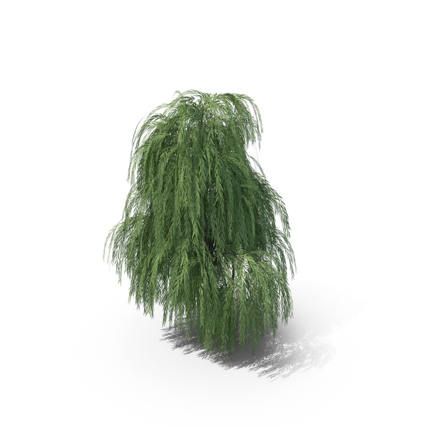 Willow Tree PNG Images & PSDs for Download | PixelSquid - S11136118E