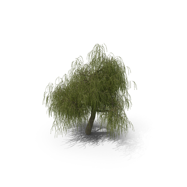 Willow Tree PNG & PSD Images Willow Tree PNG & PSD Images