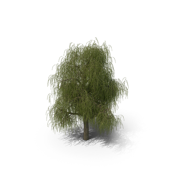 Willow Tree PNG & PSD Images Willow Tree PNG & PSD Images