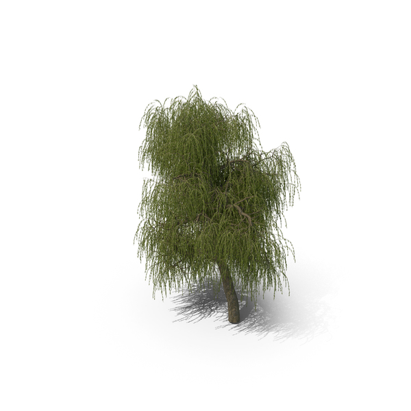Willow Tree PNG & PSD Images Willow Tree PNG & PSD Images