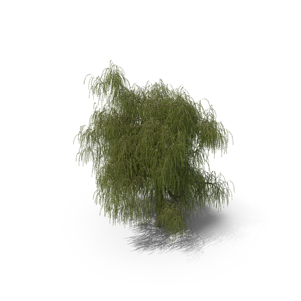 Willow Tree PNG & PSD Images Willow Tree PNG & PSD Images