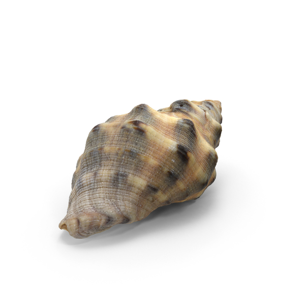 Winkle Seashell PNG和PSD图像