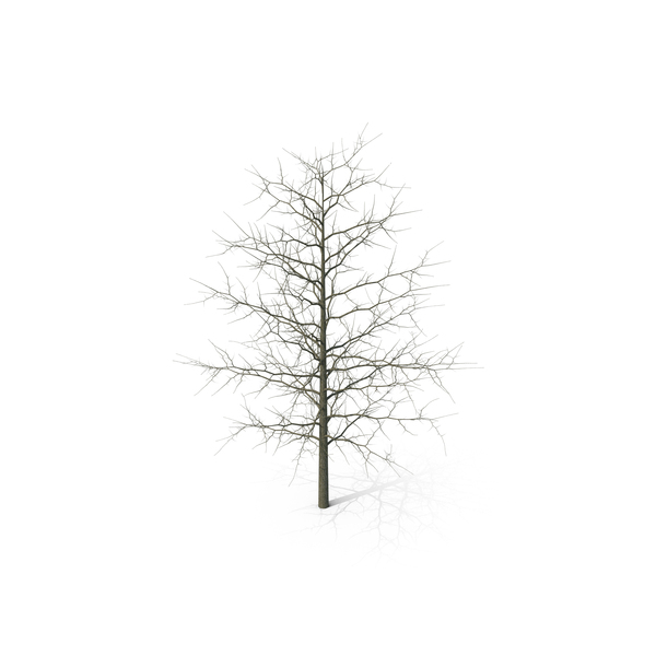 Winter Bare Oak Tree PNG & PSD Images Winter Bare Oak Tree PNG & PSD Images