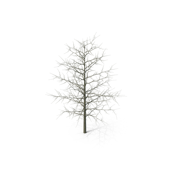 Winter Bare Oak Tree PNG & PSD Images