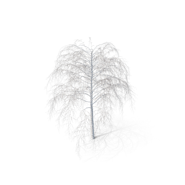 Winter Birch Tree PNG & PSD Images Winter Birch Tree PNG & PSD Images